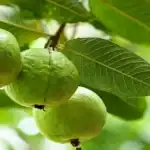 لماذا ينصح بعدم ارتداء الجوارب السوداء أثناء السفر بالطائرة؟